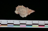 藏品(果粒蛙螺)的圖片